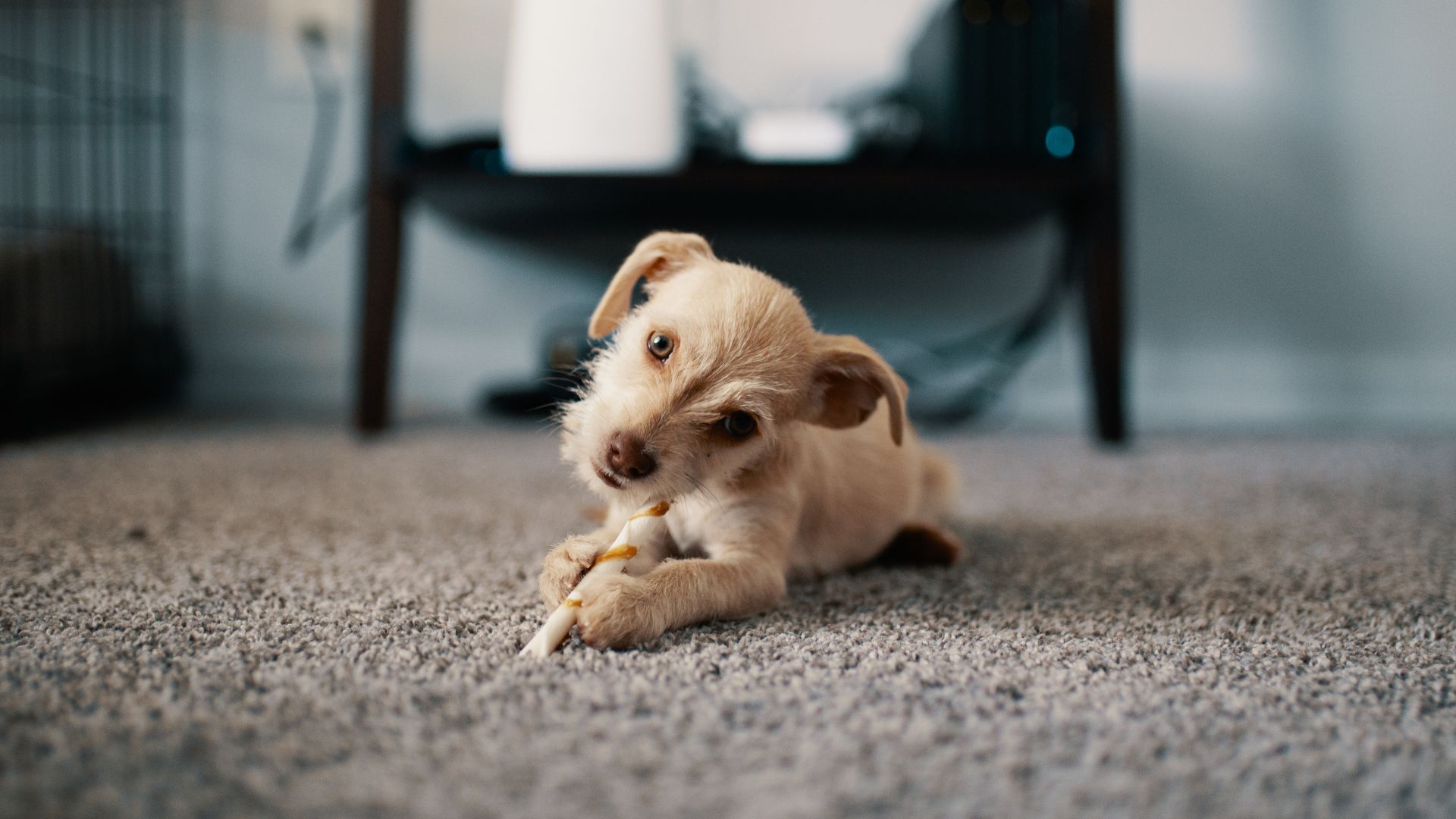 Cute puppy chewing on a treat while lying on a soft carpet