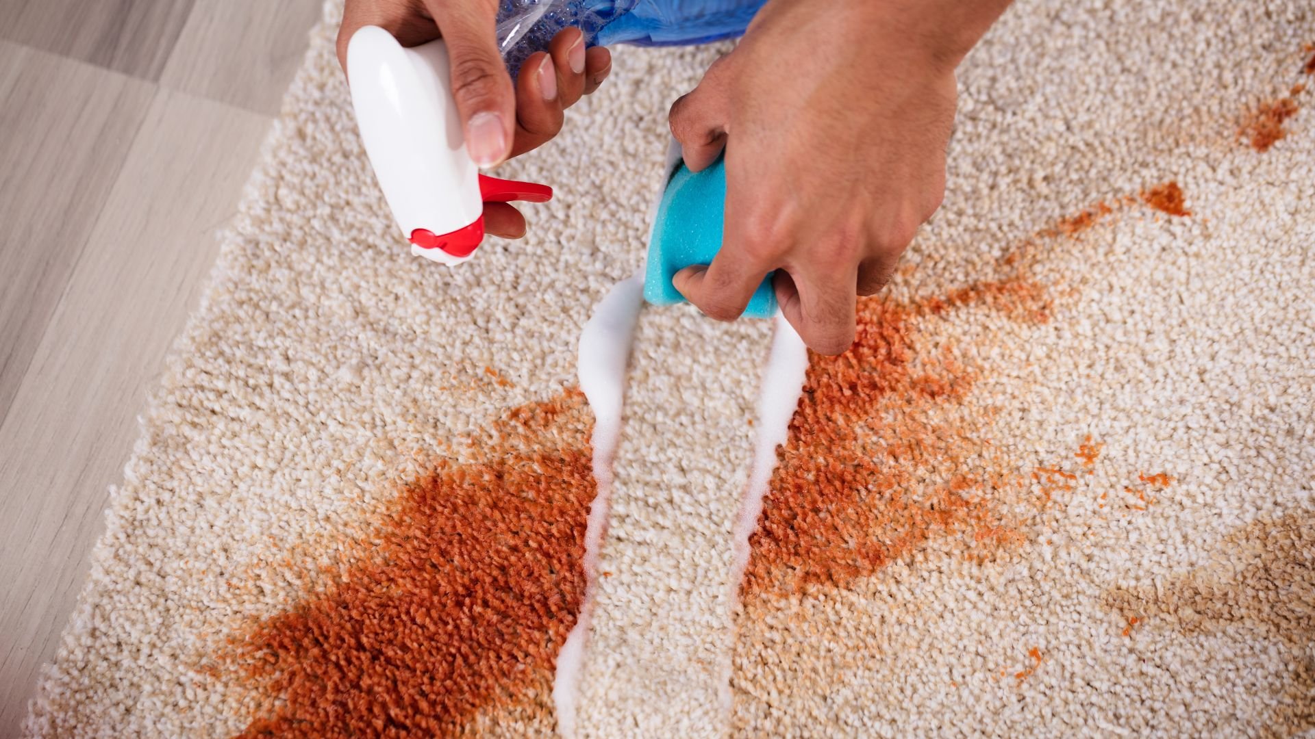 Hands cleaning red stain on carpet with spray and cleaning solution